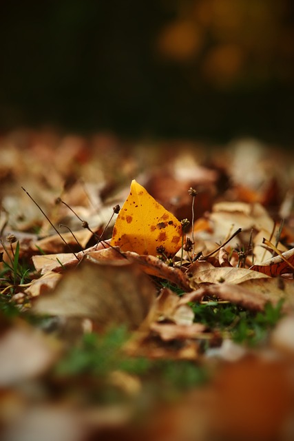 態重返賽場 態重返賽場